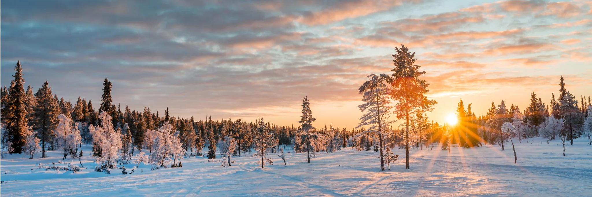 Snow-covered pine forest in Finnish Lapland lit by a low winter sun