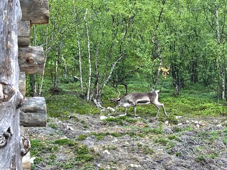 A wild reindeer with large antlers walking through a summer birch forest in Lapland, beside a log cabin