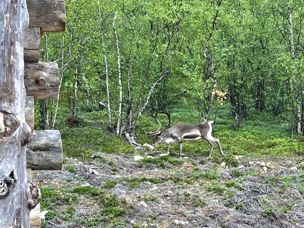 A wild reindeer with large antlers walking through a summer birch forest in Lapland, beside a log cabin