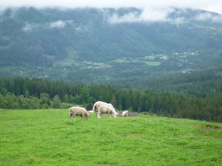 Sheep grazing on a green mountain pasture above a misty Norwegian valley in summer