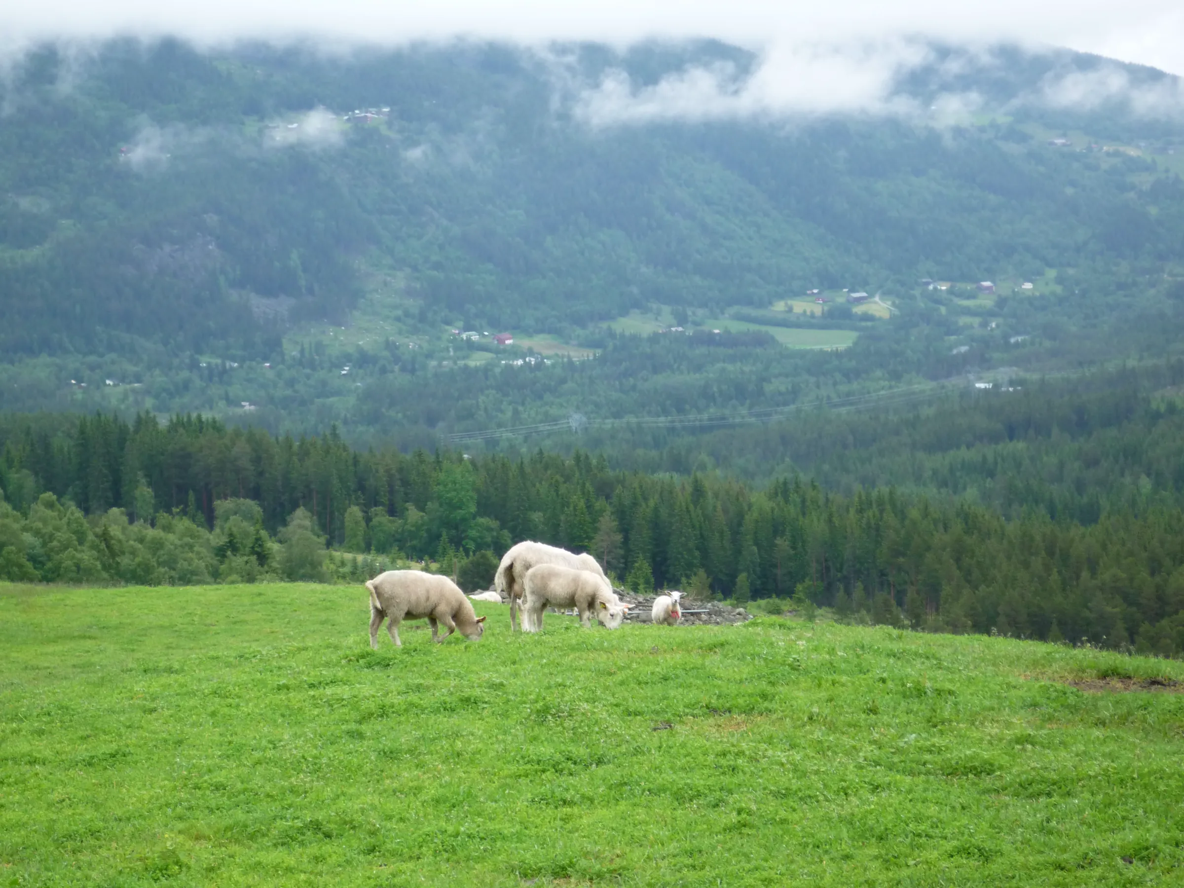Sheep grazing on a green mountain pasture above a misty Norwegian valley in summer