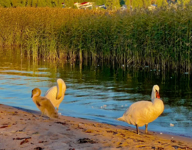 A family of swans on a sandy lakeshore in Finland's Lakeland, early autumn light